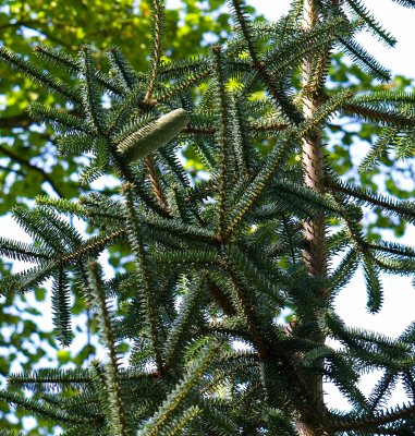 Abies pinsapo 'Argentea' - jedle španělská - šiška